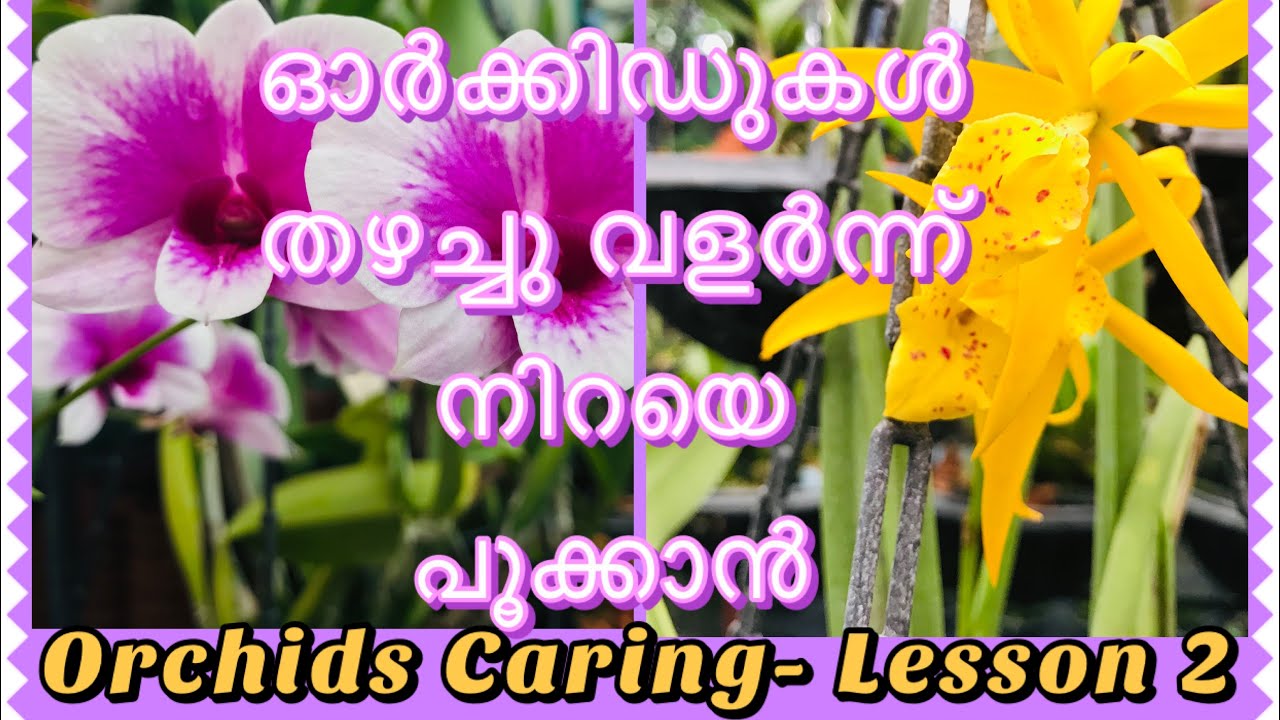 #ORCHIDS|| How to give fertilizer in orchids|| ഇങ്ങനെ ചെയ്താൽ ഓർക്കിഡുകളിൽ കുലകുലയായി നിറയെ പൂക്കൾ..