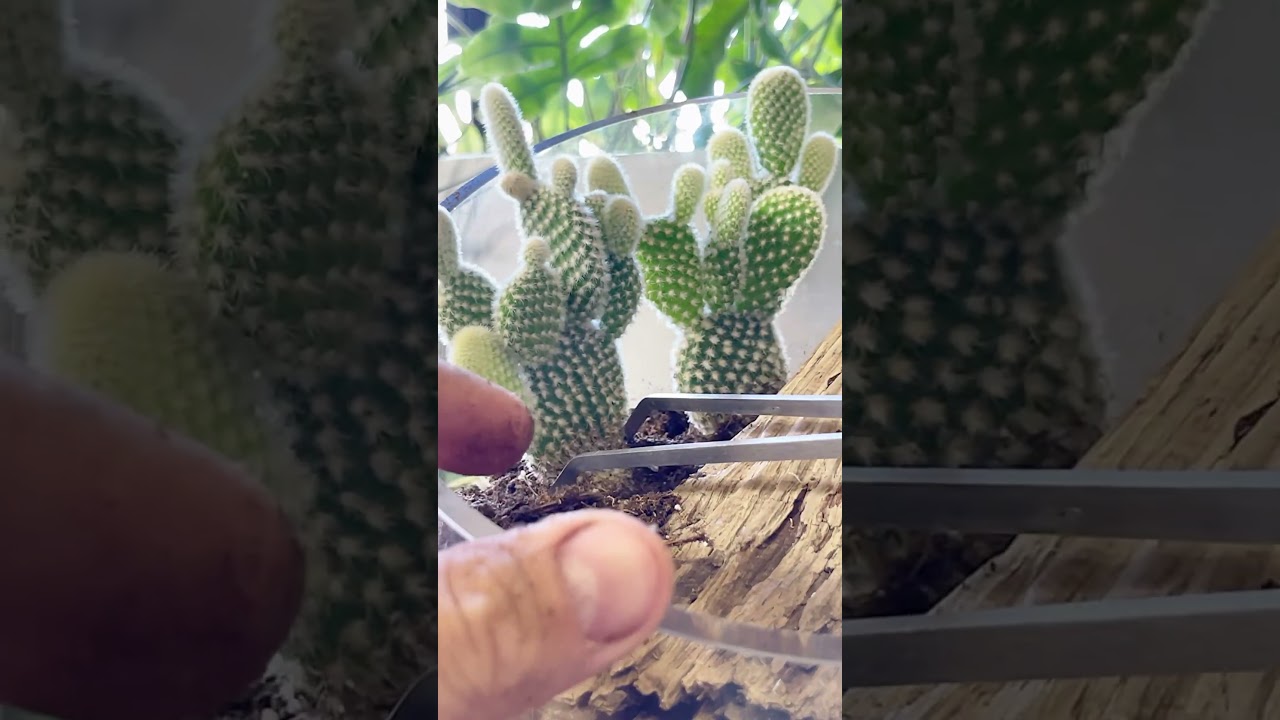 Cactus terrarium 🌵 