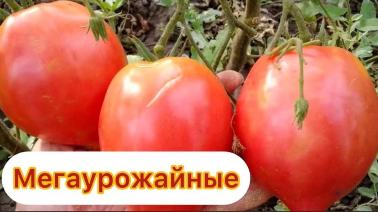 ЛЮБИМЫЕ сорта ТОМАТОВ, посадила их уже, самые урожайные, ничем не болеют! 