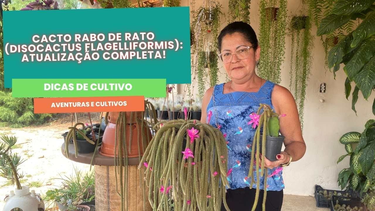 Cacto Rabo de Rato (Disocactus Flagelliformis): Dicas de Cultivo + Atualização Completa!