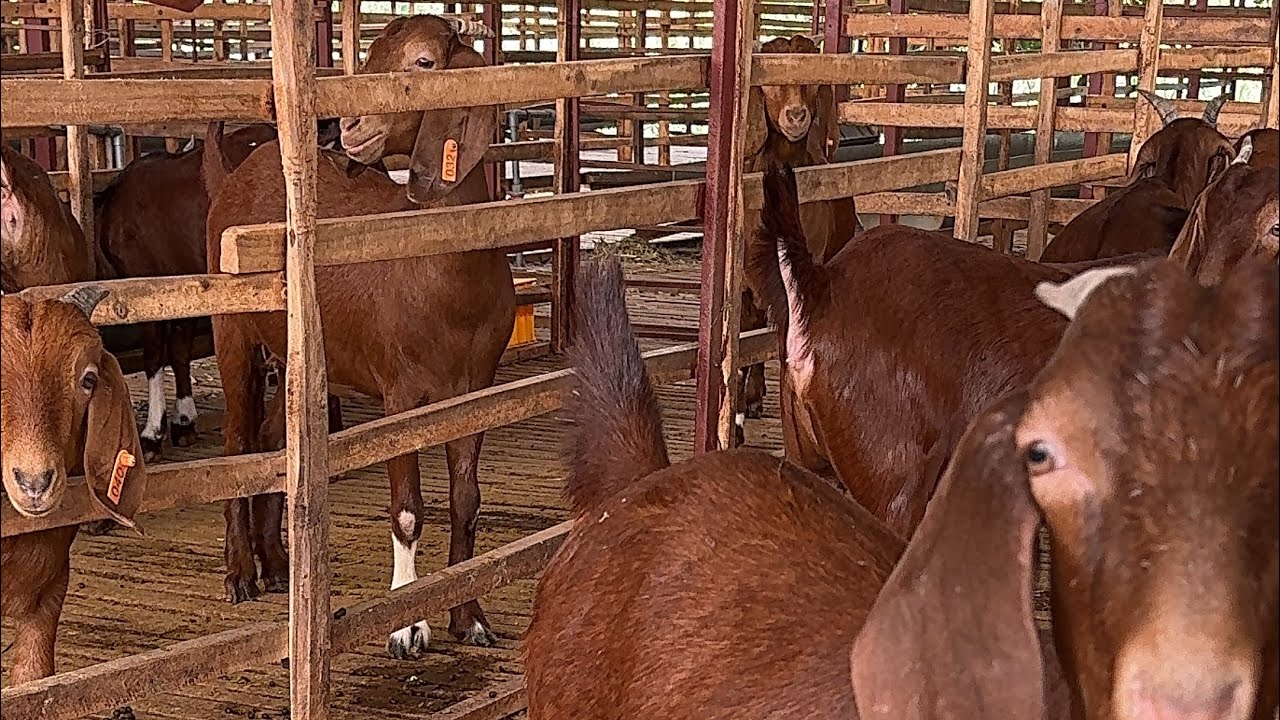 THĂM ĐÀN DÊ BOER LỬA Ở TAM NÔNG