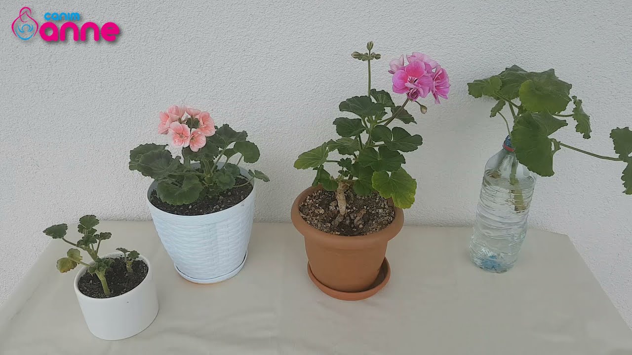 SARDUNYA ÇİÇEĞİ BAKIMI, ÇOĞALTMA NASIL YAPILIR