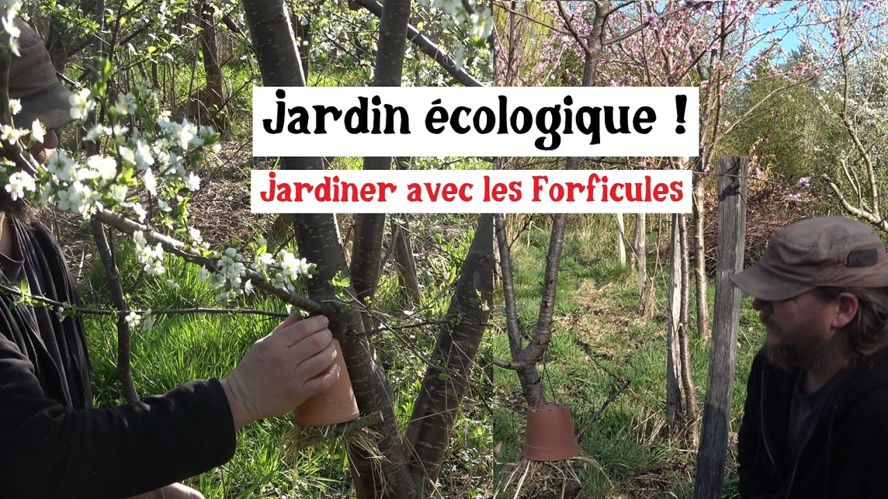 Un jardin écologique grâce aux forficules !