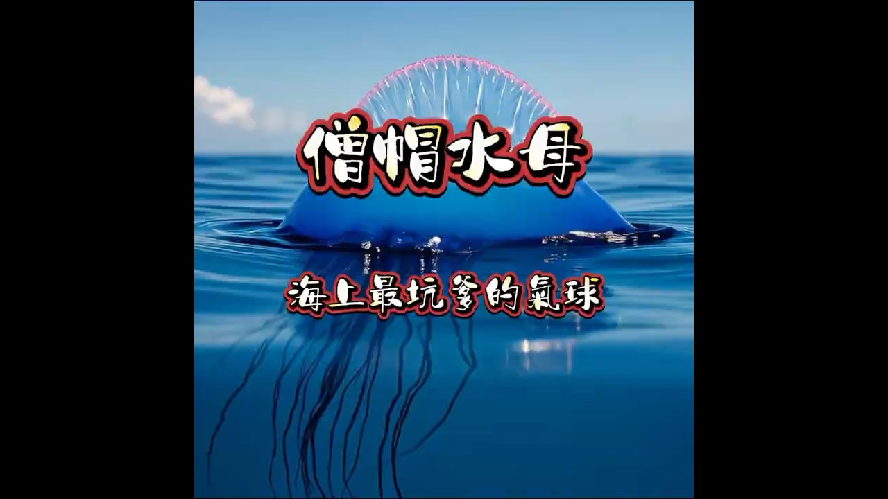 【腦洞世界之謎】僧帽水母：海上最坑爹的&ldquo;氣球&rdquo;？看完你絕對不敢碰！#翻車魚 #OceanSunfish #搞笑科普 #奇葩生物 #海洋生物 #科普短視頻 #奇葩水母#動物趣聞 #爆笑科普 #海洋殺手