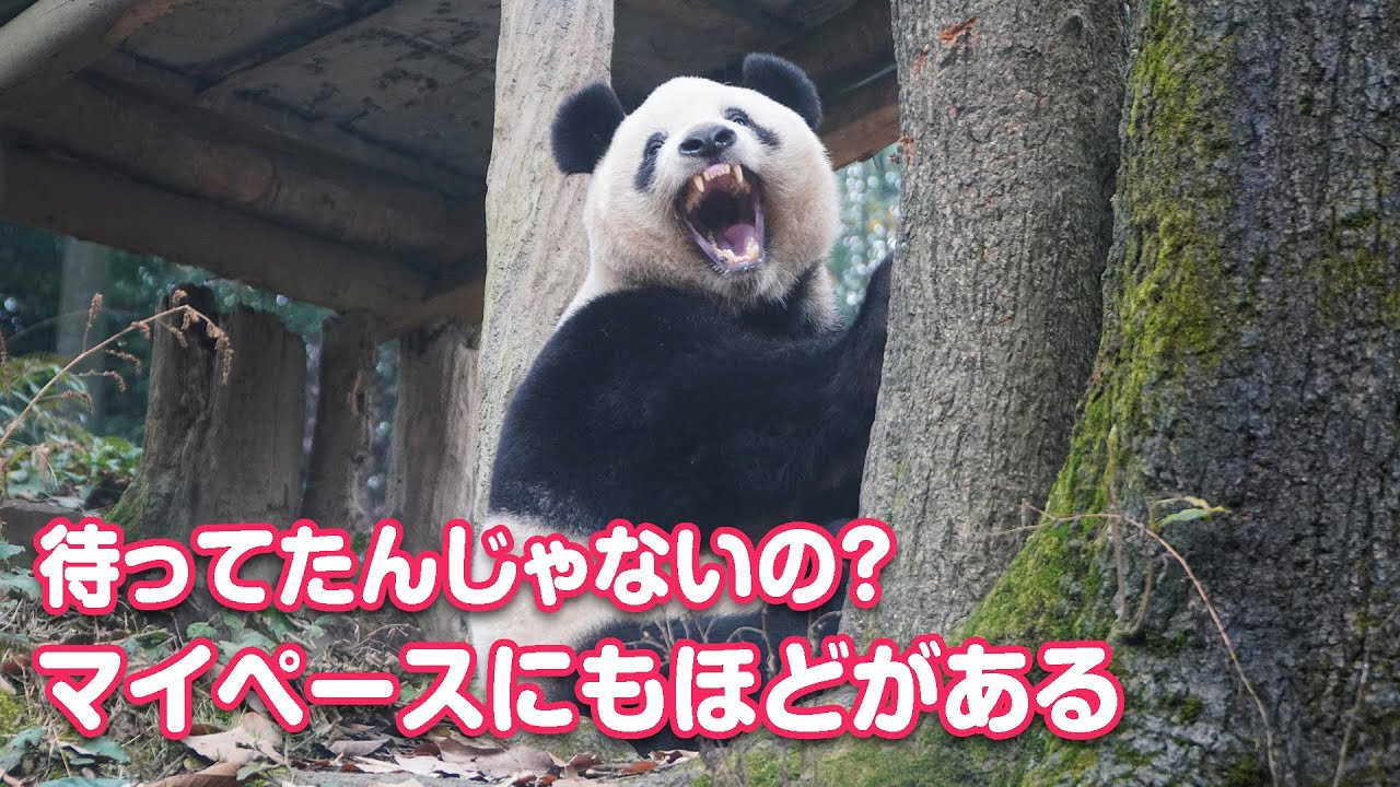 超マイペースなシャンシャン姫＾＾待ってたんじゃないの？（2023/12/25）