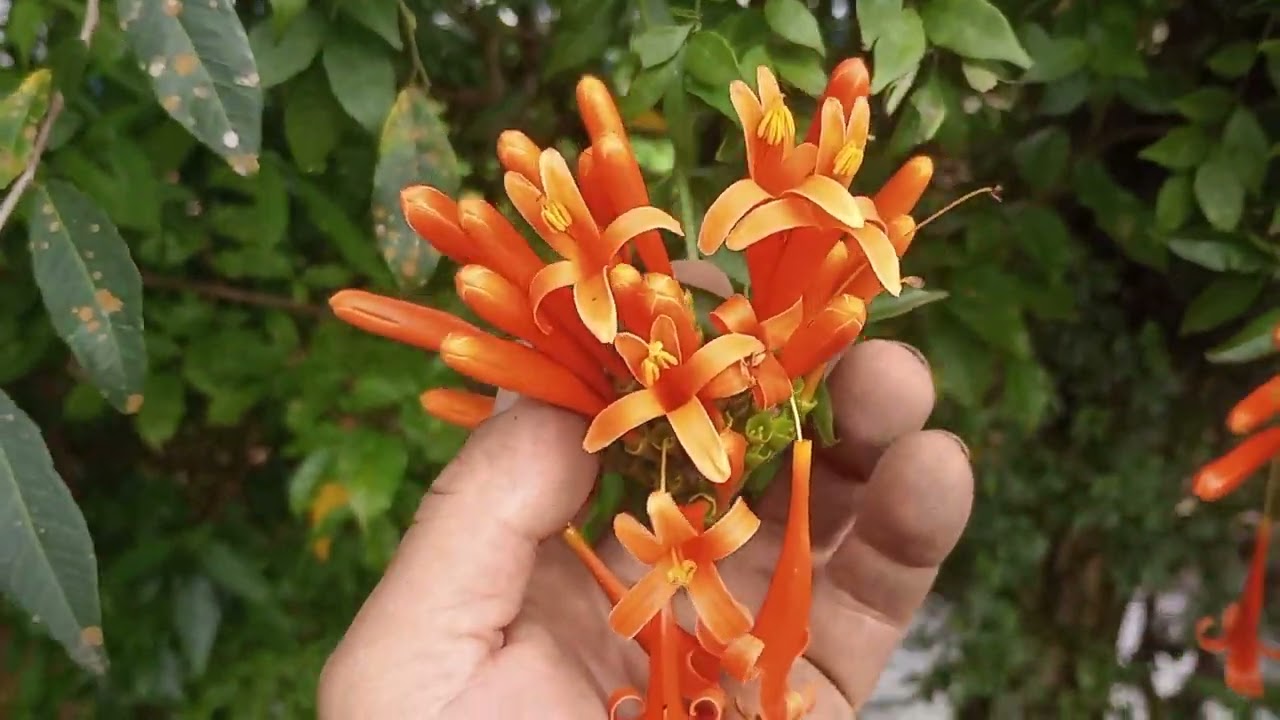 Cipó de São João ( Pyrostegia venusta)