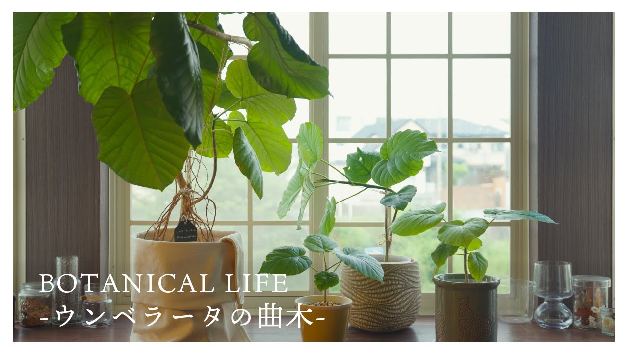 2回目の挑戦...ウンベラータの曲げ木と植え替えの様子
