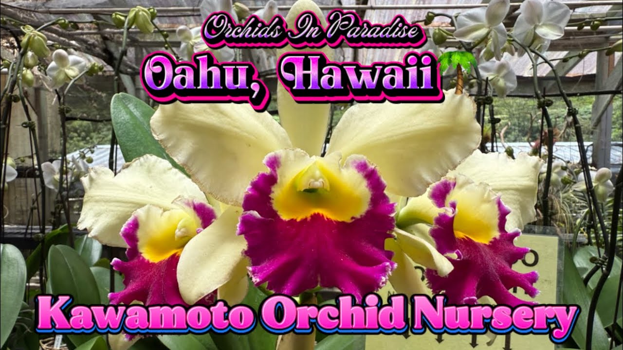 Kawamoto Orchid Nursery Tour!