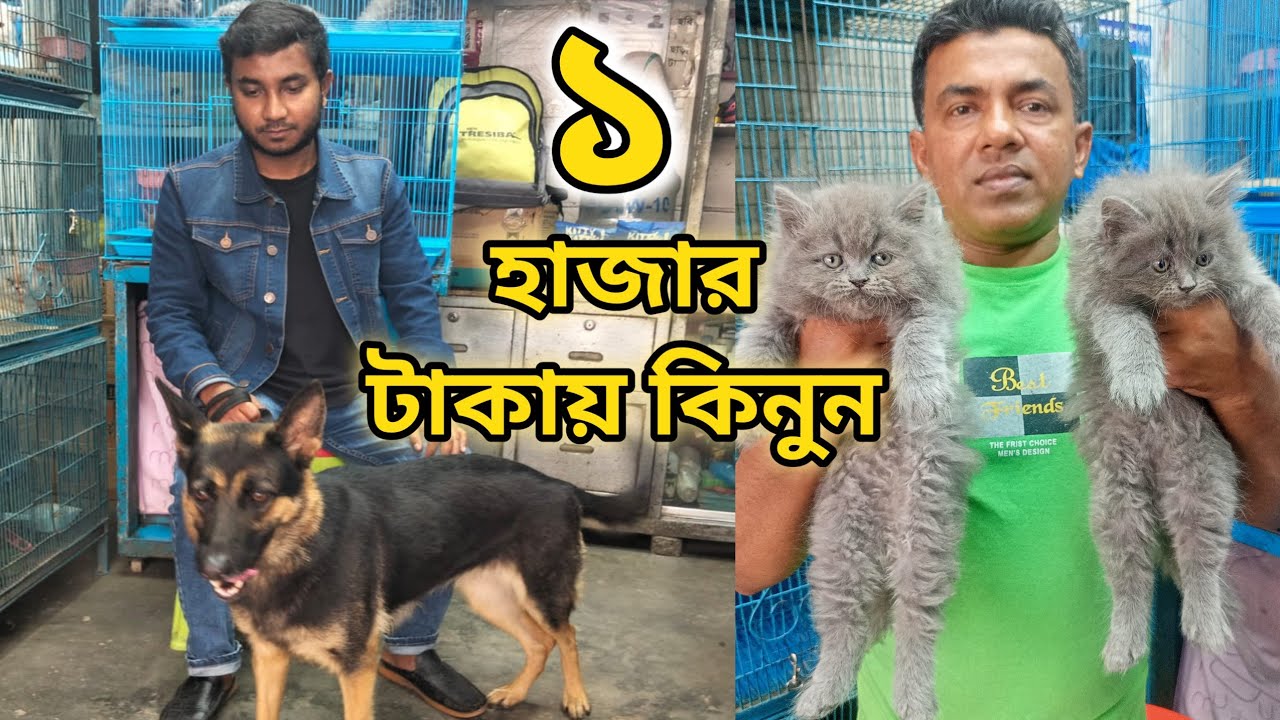 German Shepherd price in katabon 2024| Persian cat price katabon | Dog and cat price in katabon 2024
