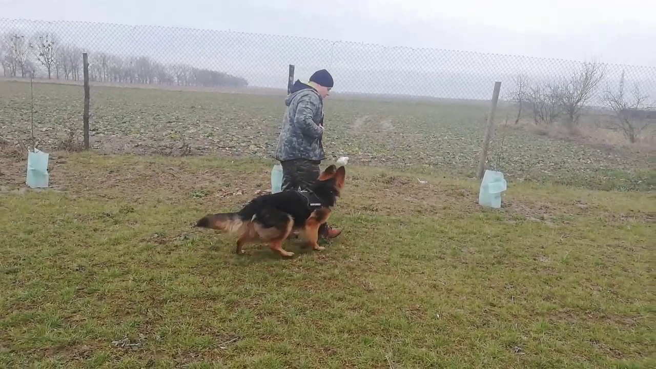 Owczarek niemiecki Luna trening obrona przewodnika