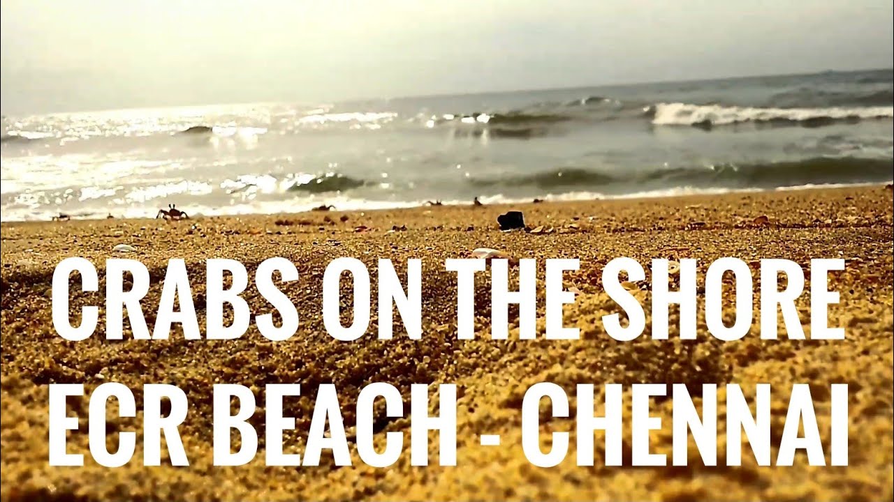 ECR beach | Crabs spotted on the shore | Chennai |