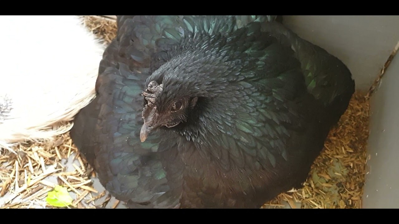 Het kippenhok moet schoon, maar zit vol broedse hennen!