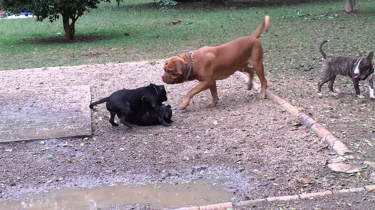 When Bulls Play Friesbee: Staffordshire Bull Terrier
