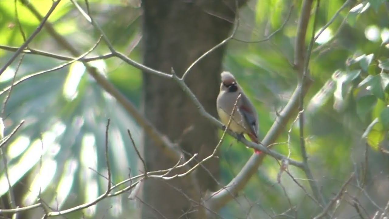 ヒレンジャクとマヒワ