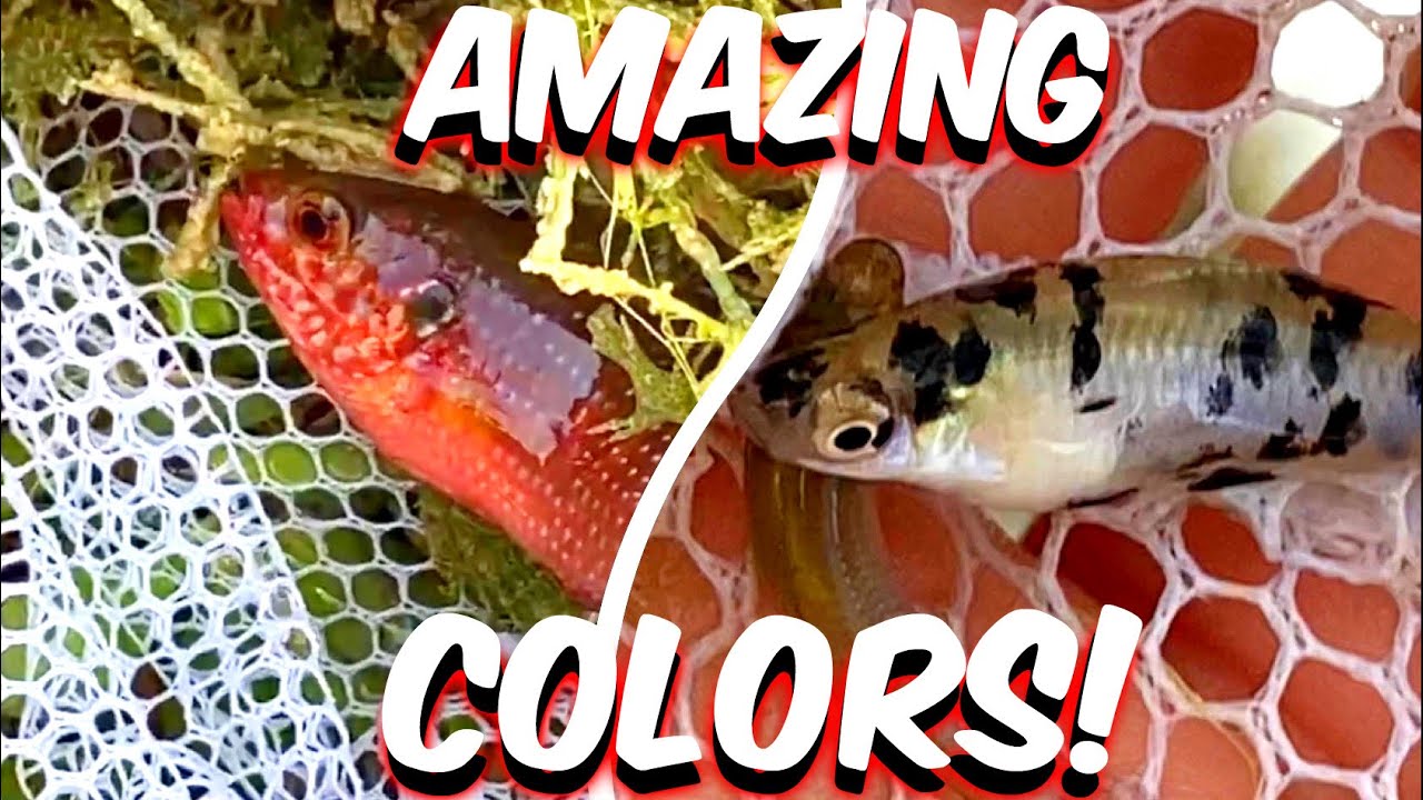 Catching COLORFUL Exotic AQUARIUM FISH IN THE WILD With A Net - A1A Adventures