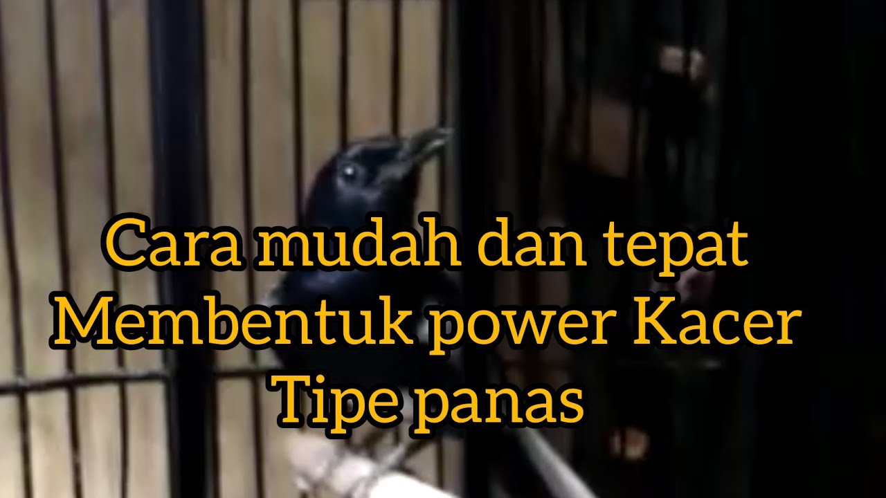 Kacer  over emosi jadi ngembos.