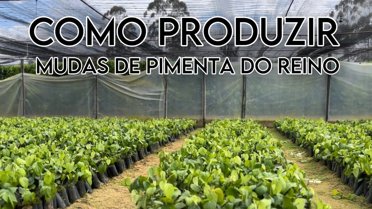 COMO PRODUZIR MUDAS DE PIMENTA DO REINO
