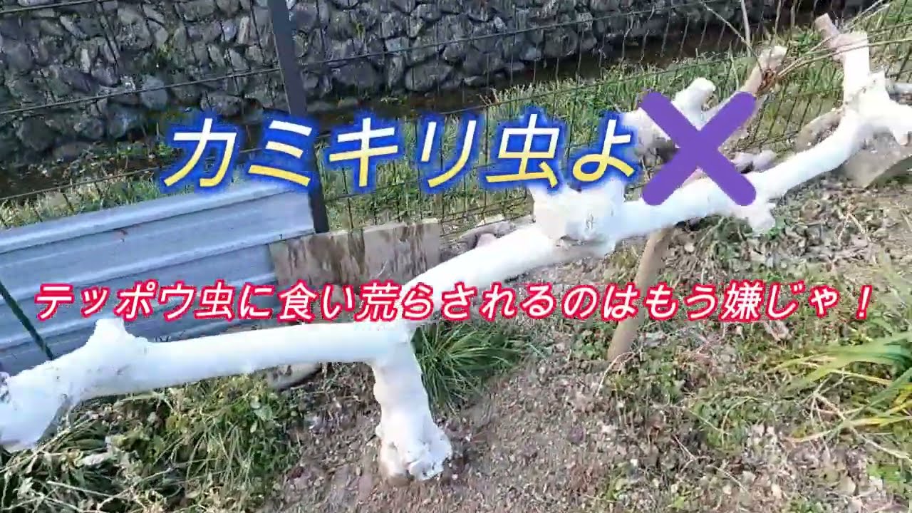 テッポウムシ対策じゃ！