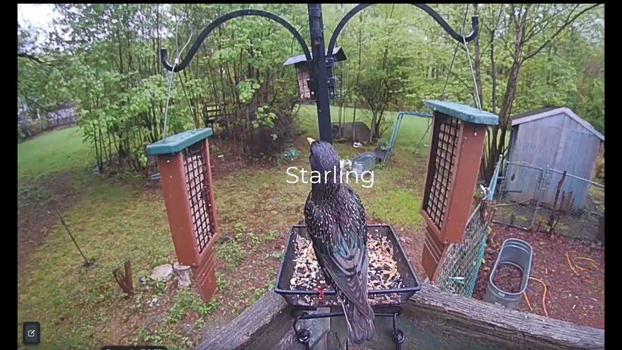 The Rain Continues...The Birds don't Care. Neither Does Snidely