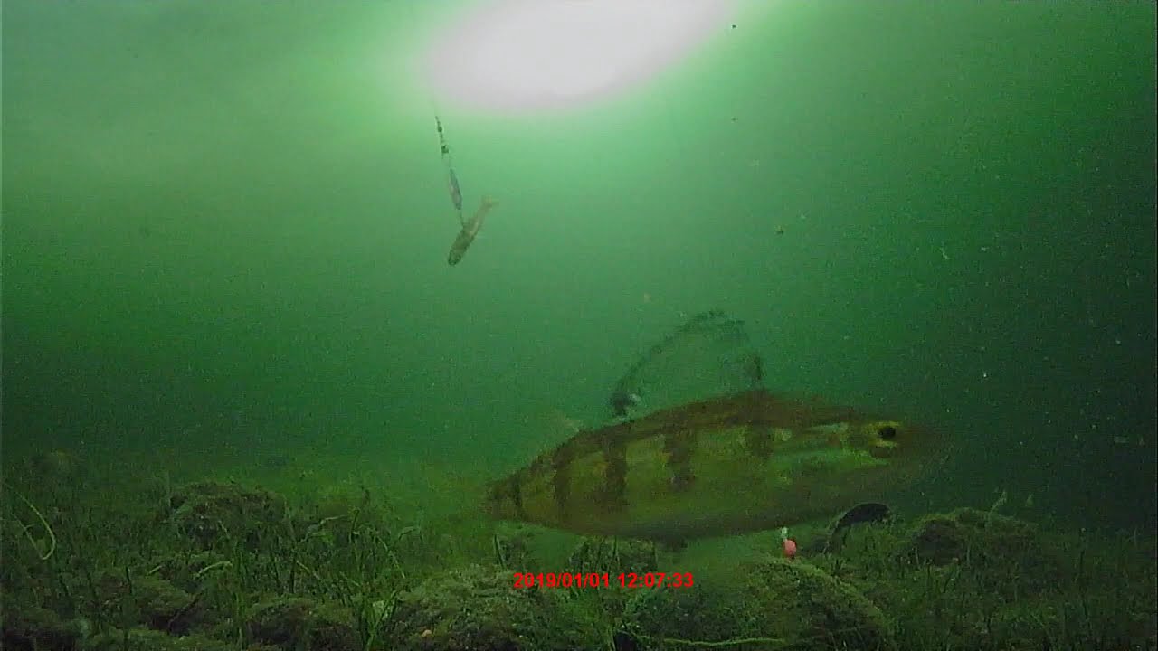 Georgo Alaska perch pt6