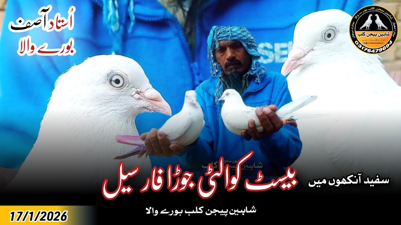 Ustad Asif Ka White Eye Pair For Sale 17/1/2026 | Shaheen Pigeon Club 03176479694