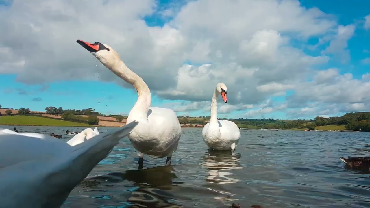 🇮🇪☘MUTE SWANS🦢CORBET LOUGH IRELAND🇮🇪Subscribe🙏🏻LIKE🙏🏻#birdsounds💓#birdwatching💓#tranquility💓#swan💓
