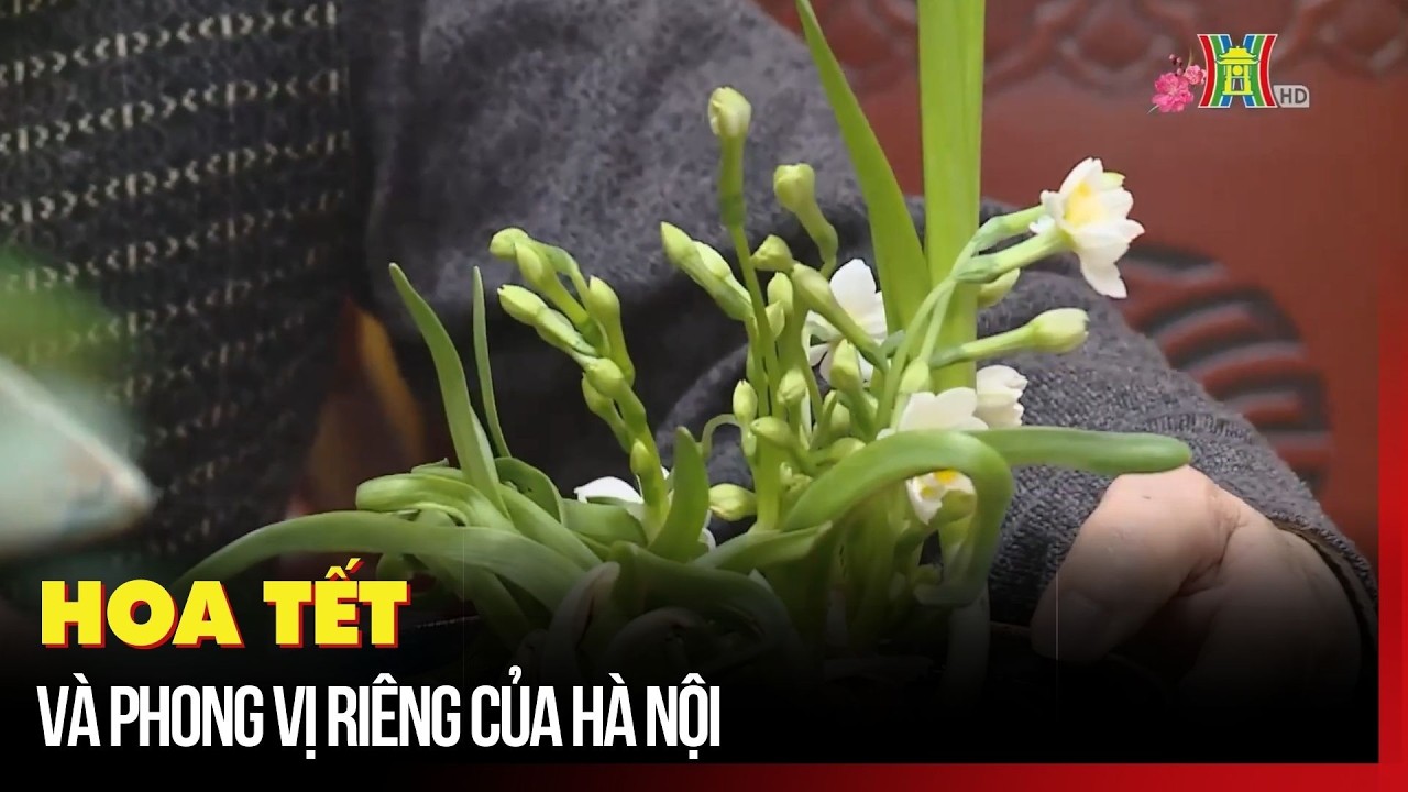 Hoa tết và phong vị riêng của Hà Nội | Tin tức