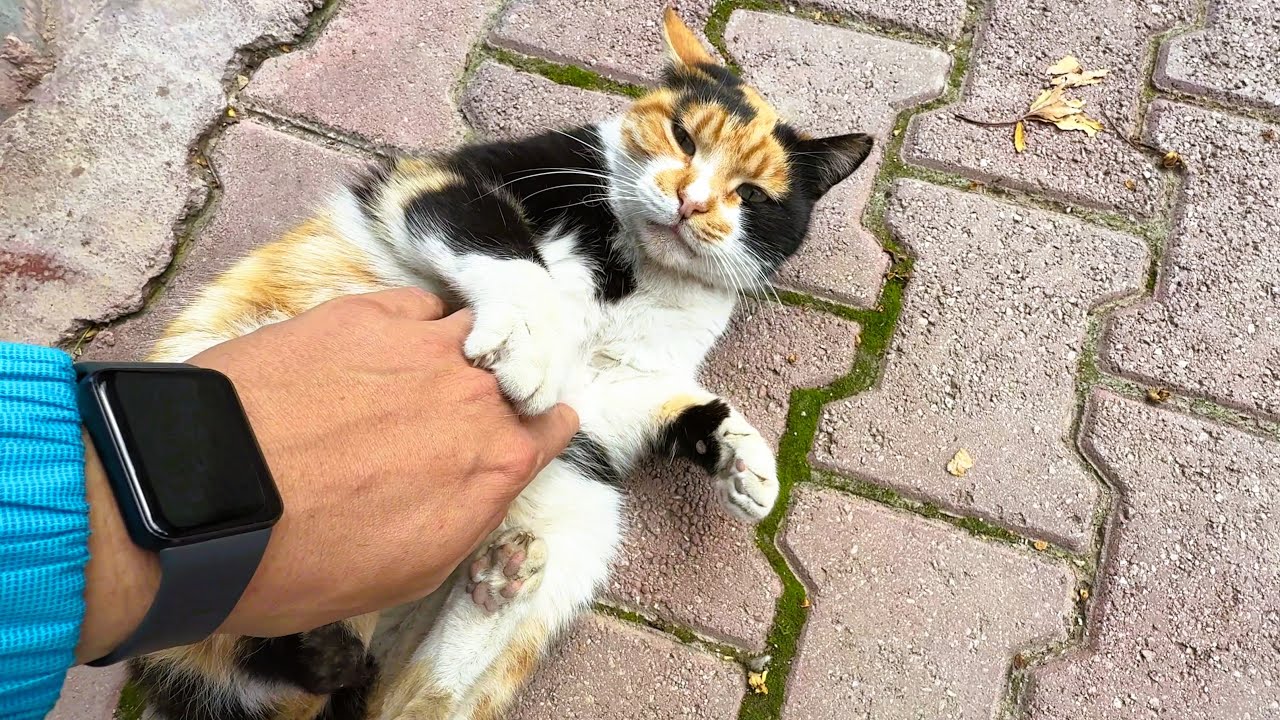 First Meeting — This Calico Cat Instantly Flopped Over for Belly Rubs
