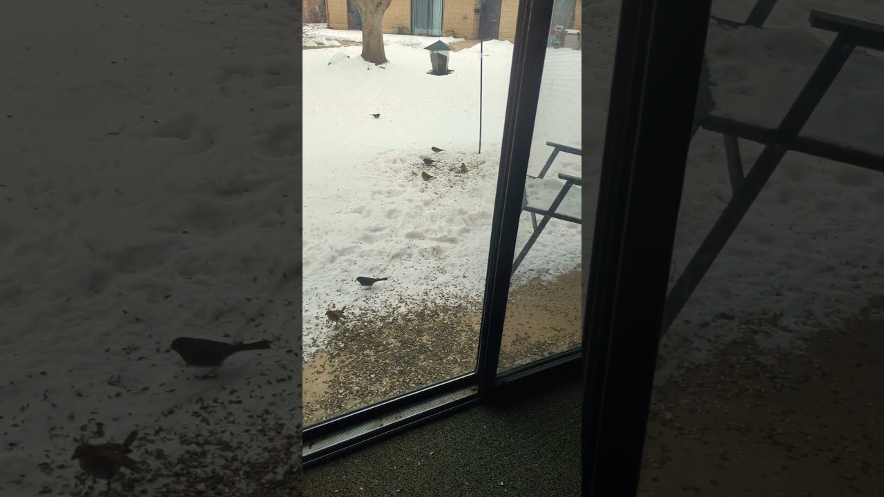 BIRDS 