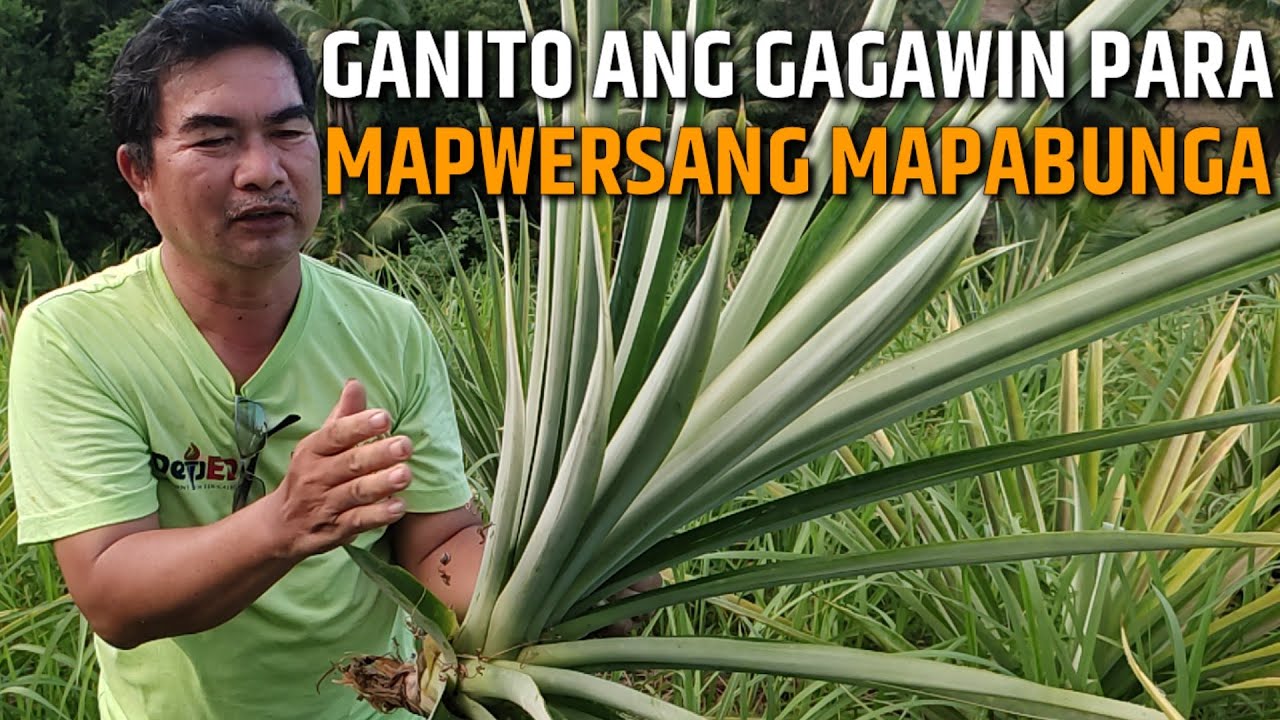 PAANO MAPWERSANG MAPABUNGA ANG PINYA | D' GREEN THUMB