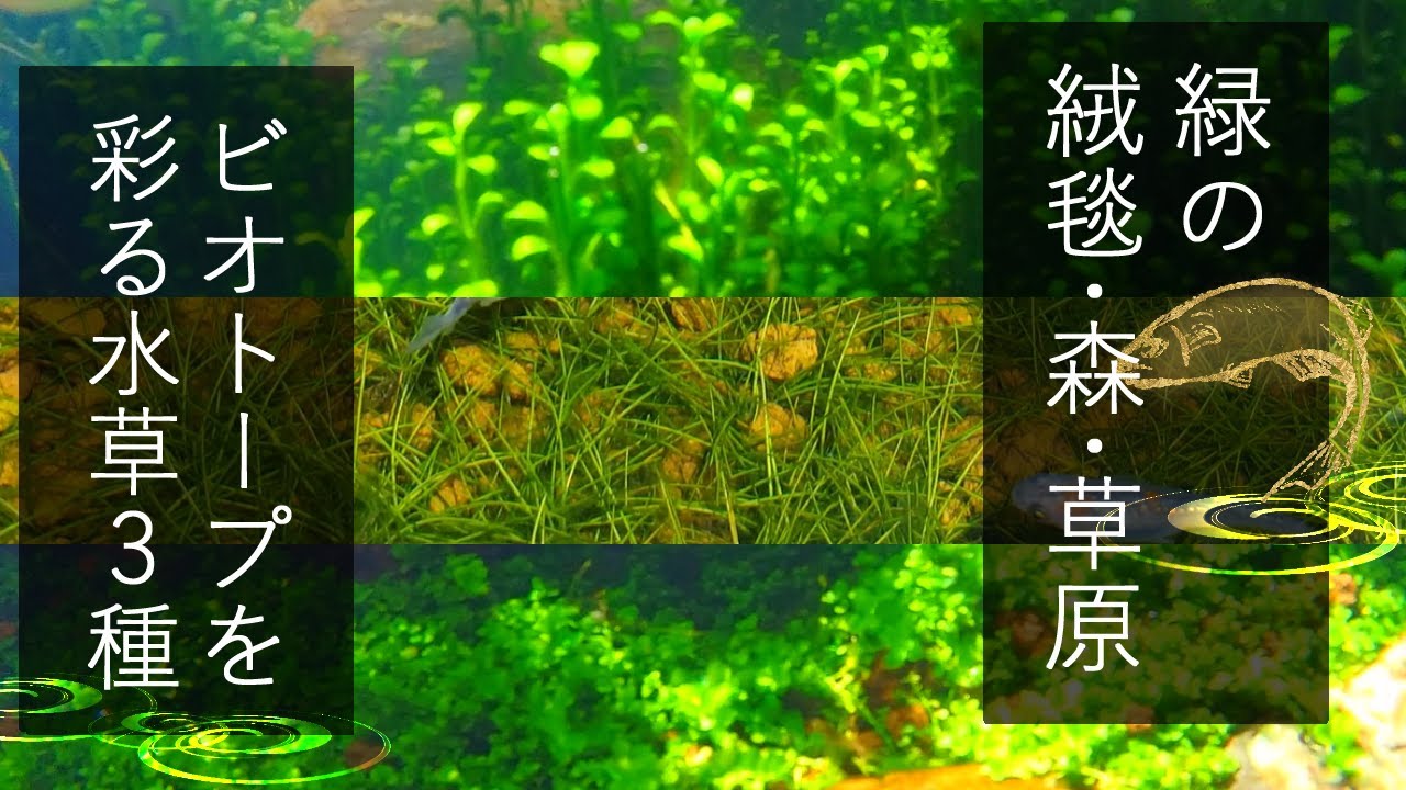 【メダカビオトープ】緑の絨毯におすすめの水草3種