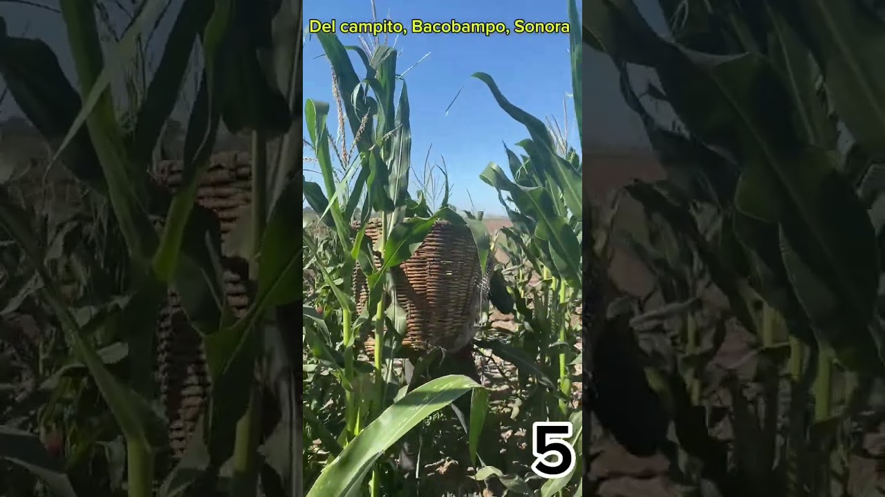 Así trabajan los compás en el campo, recolectando Elotes ￼