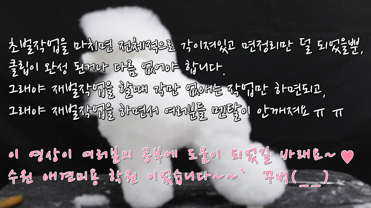 001 #수원애견미용학원 - 반려견 스타일리스트 초벌미용과 요령 #반려견스타일리스트 #애견미용학원