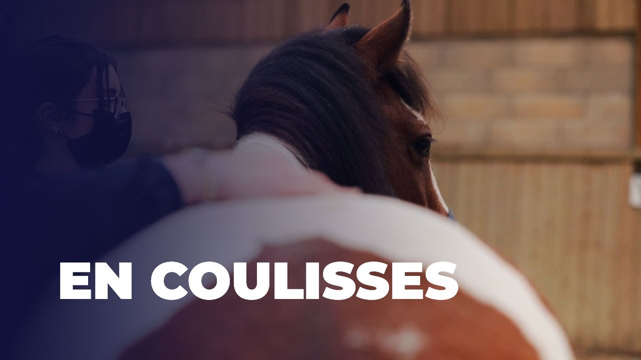EN COULISSES -  L'école d'ostéopathie animale NIAO à Rouen