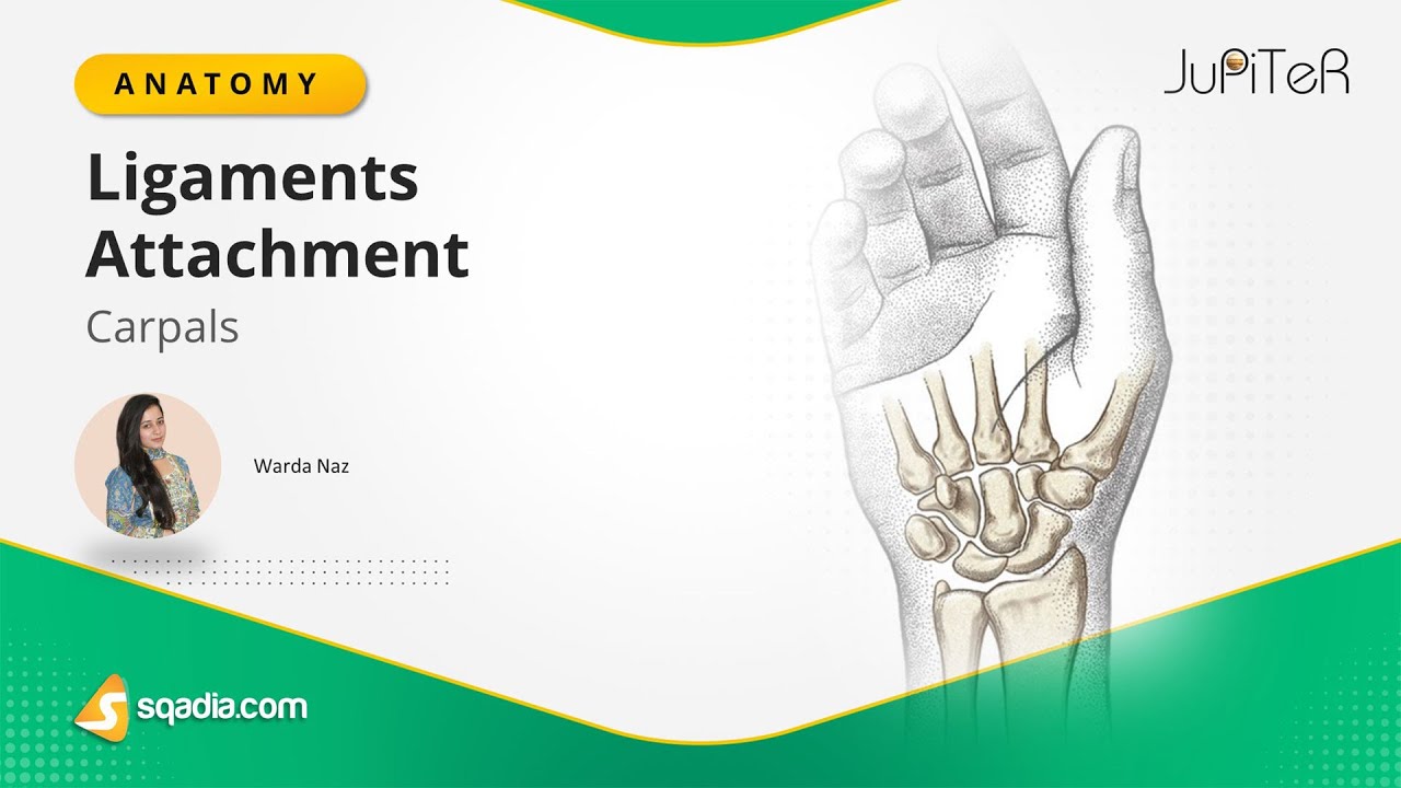 Carpals | Ligament Attachments | Hand Wrist Bones | Human Anatomy and Physiology | V-Learning™