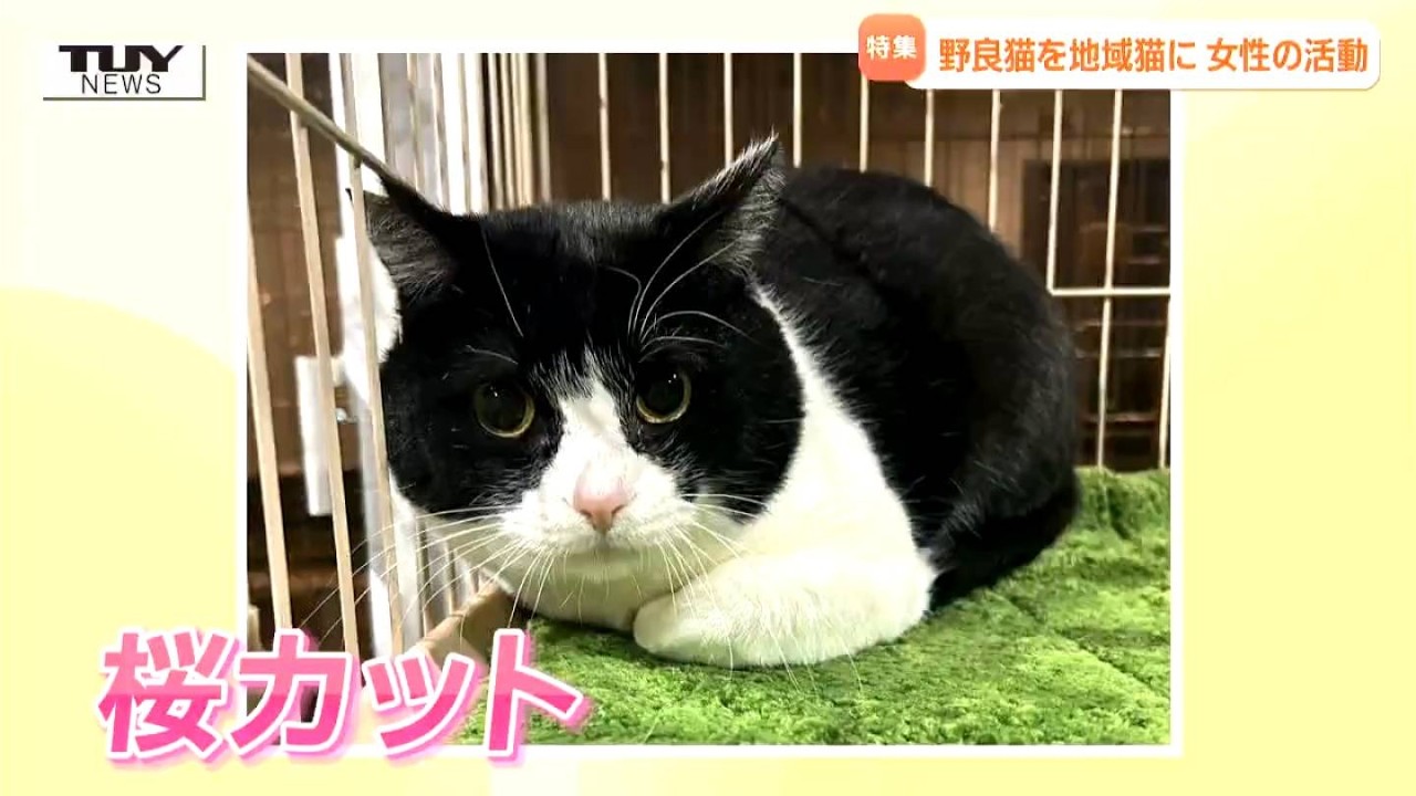 「耳がカットされているネコに市民権を」野良猫を地域猫に　人と猫の幸せ目指し活動する75歳女性に密着　最も危惧するのは「多頭飼育崩壊」（山形）
