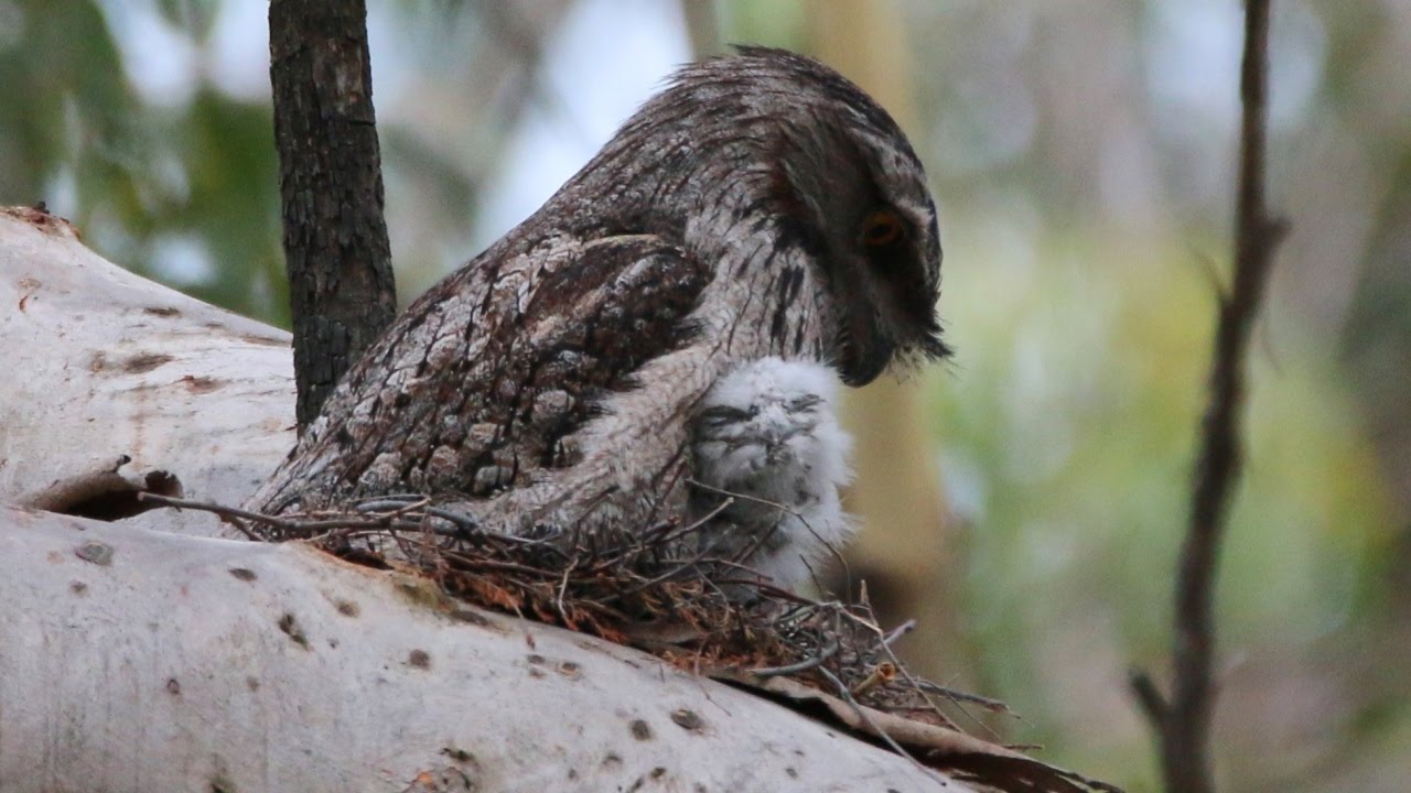 The vital role of the Tawny Frogmouth father - from chick to fledgling