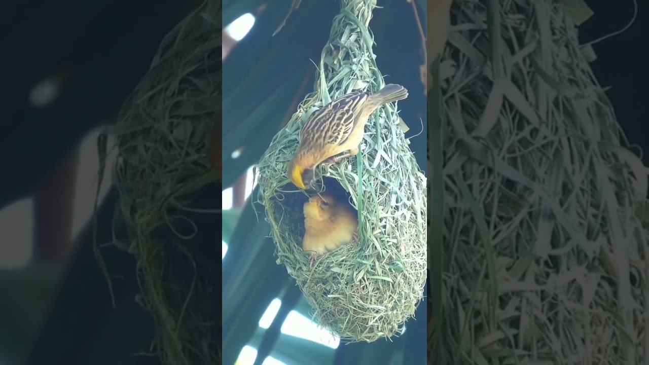 Aerial Engineering: Birds and Their Intricate Nest-Making 🦃#birdarchitecture #birdarchitects