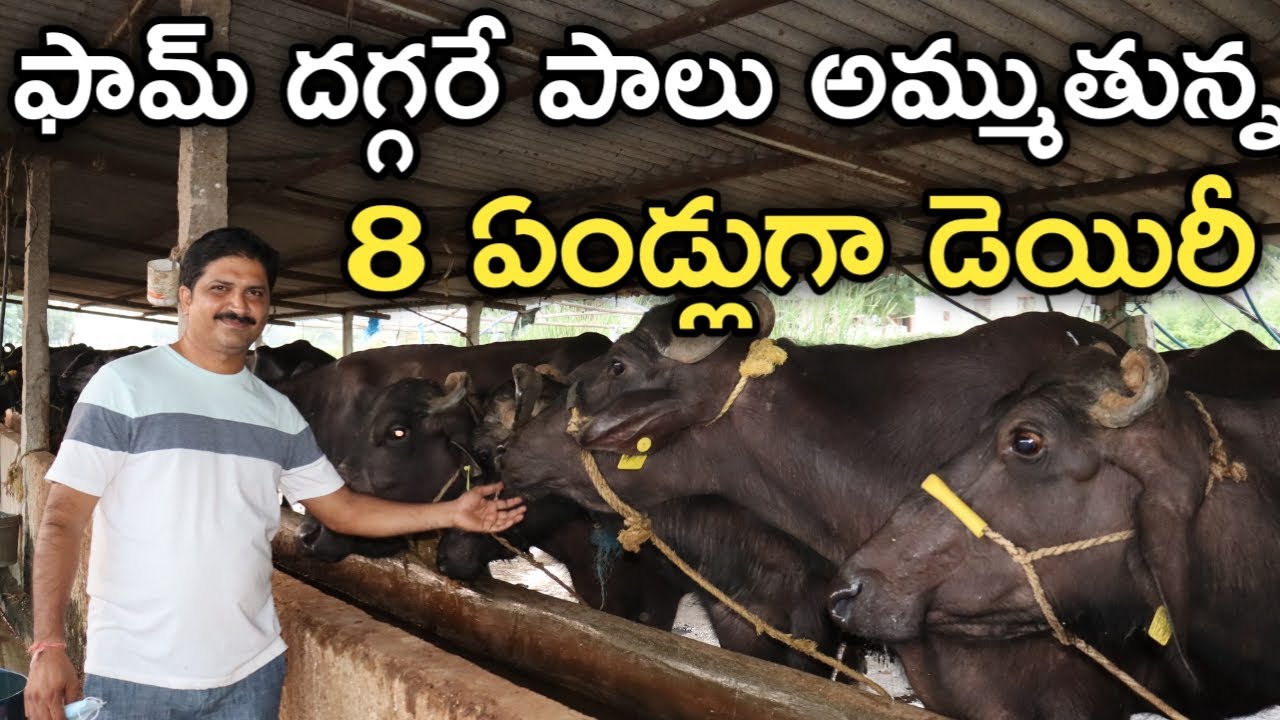 50 గేదెలతో 8 ఏండ్లుగా పాల వ్యాపారం చేస్తున్నాను | Dairy Farm Experience | రైతు బడి