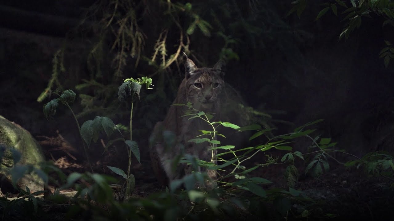 En kort film om lodjuret