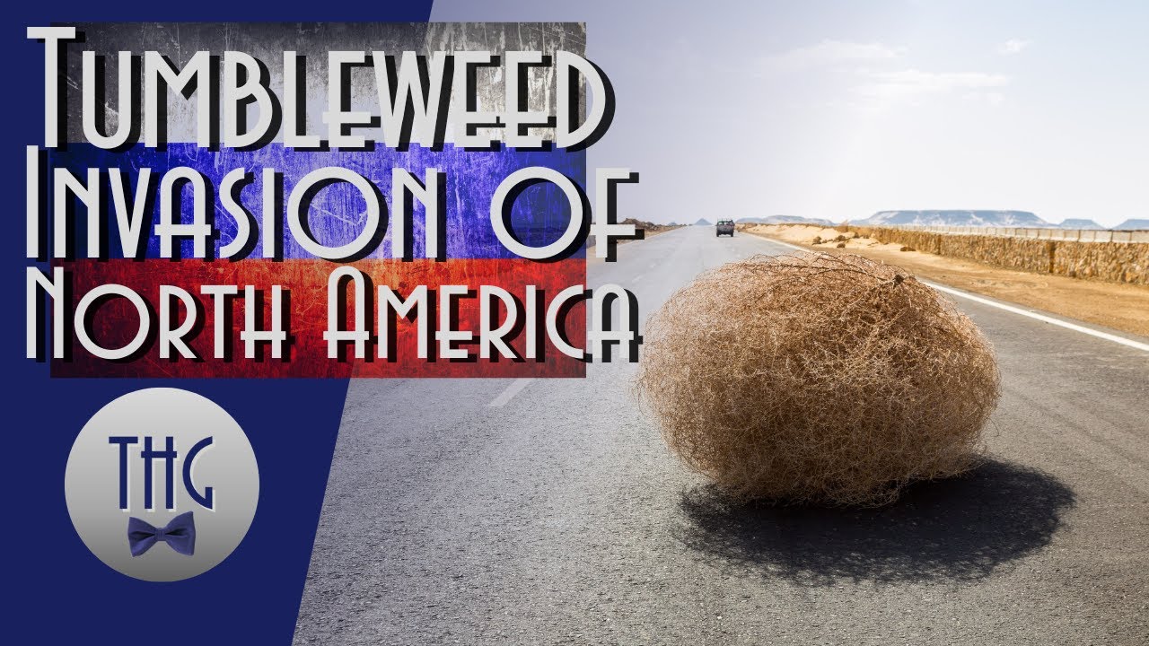 The War Against Tumbleweeds