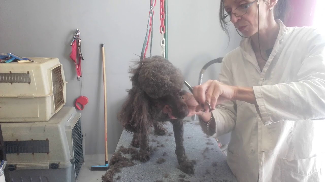 Toilettage caniche