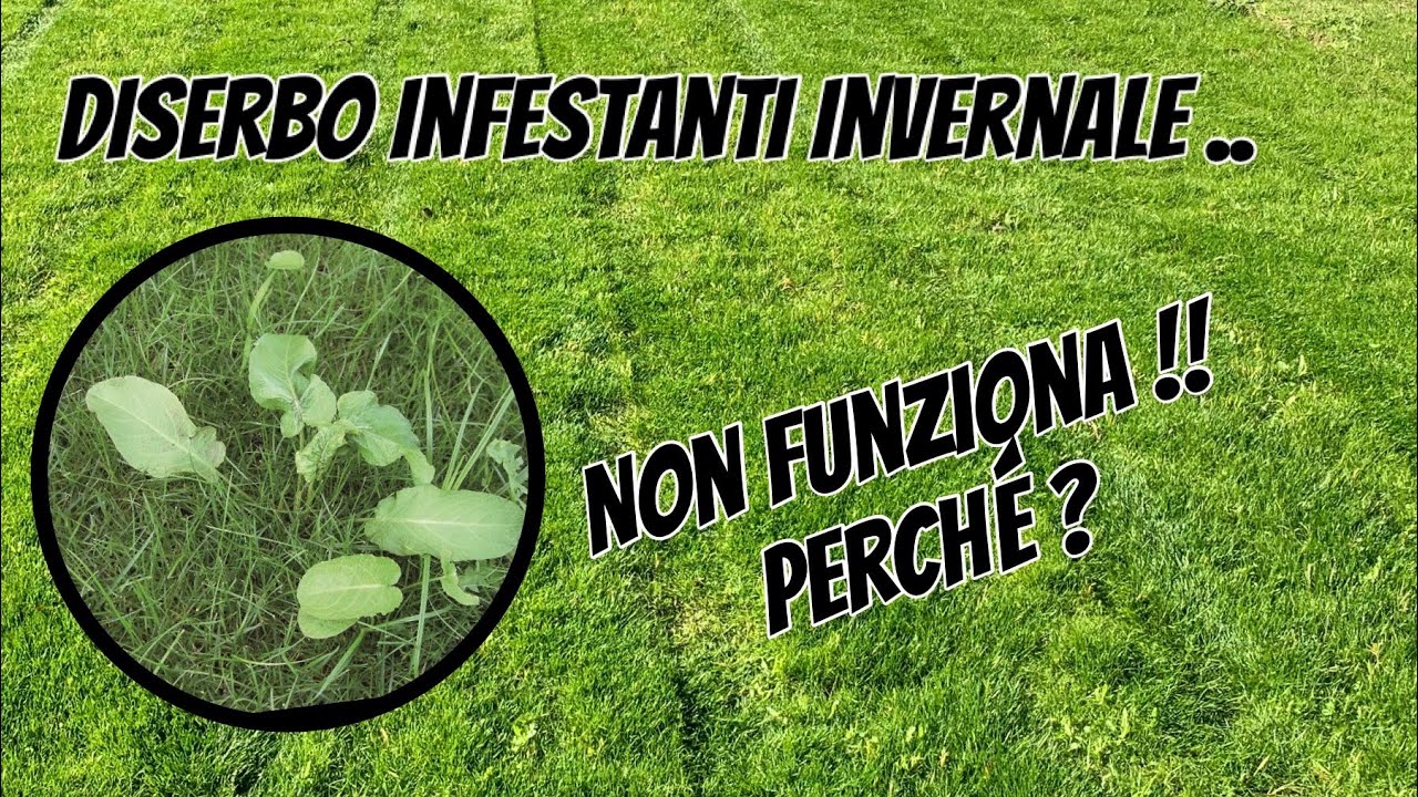 Diserbare le infestanti del prato d'inverno ? i miei consigli