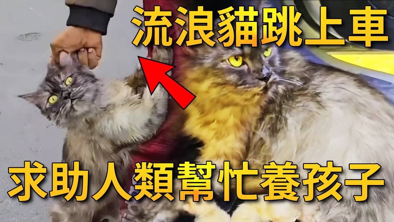 流浪猫叼著孩子突然跳上汽车，把一窩的幼崽全都送给人类，只想讓孩子過上幸福生活！【小奶狗觀影】