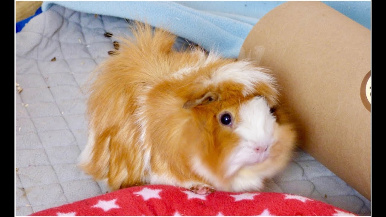 Changing to Fleece Bedding? | GuineaDad Fleece Cage Liner Review