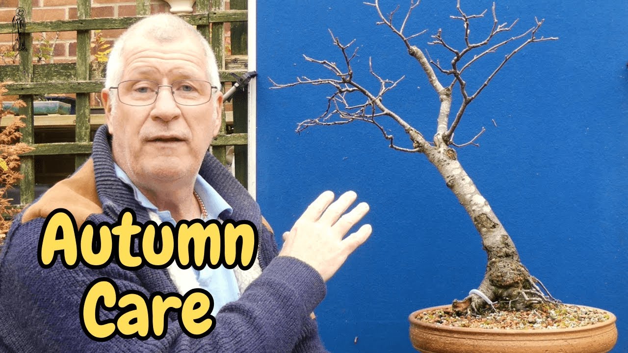 Mastering Silver Birch Bonsai Care in 5 Simple Steps!