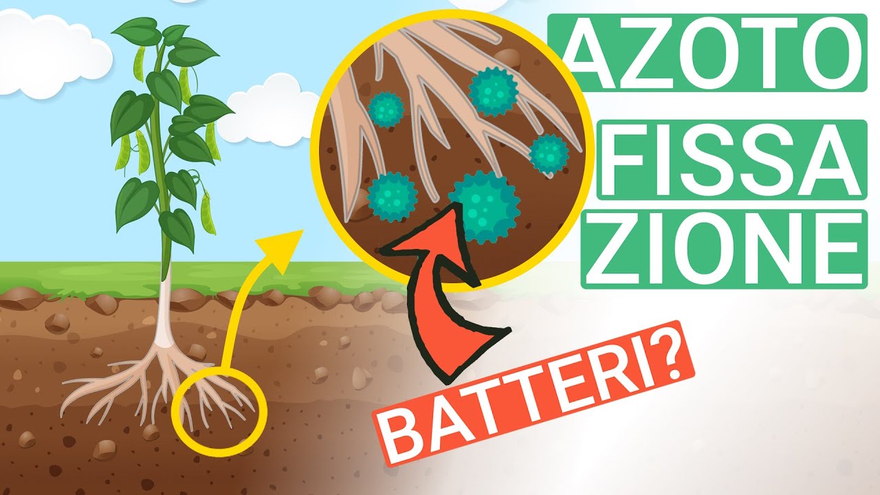 AZOTOFISSAZIONE: Come le LEGUMINOSE si creano l'AZOTO