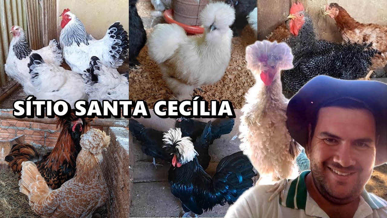 VISITANDO A CRIAÇÃO #53: SÍTIO SANTA CECÍLIA | POLONESAS, BRAHMAS GIGANTES, LEGHORNS E MODELADAS