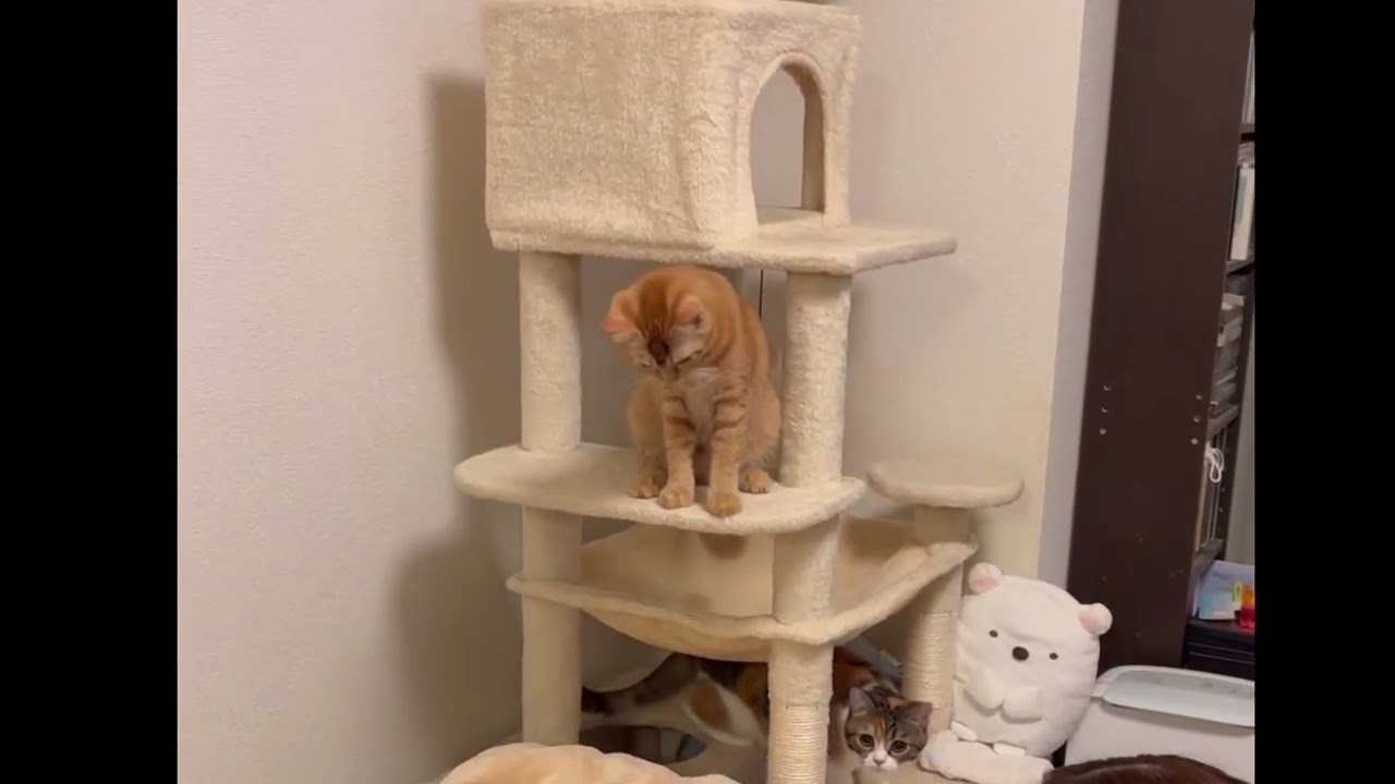 きなこ＆もみじの１週間のまとめ動画#猫のいる暮らし #保護猫#茶トラ #三毛猫 #cat #子ネコ #猫好きさんと繋がりたい 