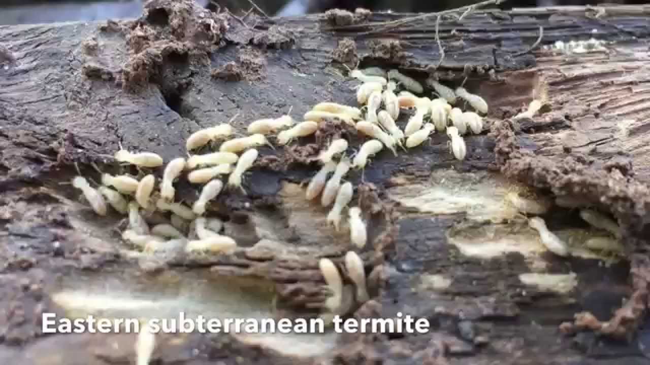 Eastern subterranean termites in Woodstock Georgia